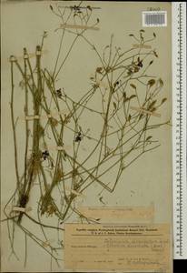 Delphinium consolida subsp. divaricatum (Ledeb.) A. Nyár., Кавказ, Азербайджан (K6) (Азербайджан)