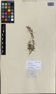 Abrodictyum cumingii C. Presl, Зарубежная Азия (ASIA) (Филиппины)