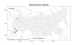 Damasonium alisma, Звездоплодник частуховидный Mill., Атлас флоры России (FLORUS) (Россия)