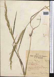 Полевица, Средняя Азия и Казахстан, Северный и Центральный Казахстан (M10) (Казахстан)