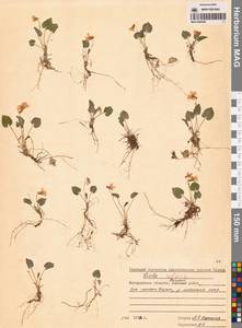 Фиалка Селькирка Pursh ex Goldie, Сибирь, Чукотка и Камчатка (S7) (Россия)