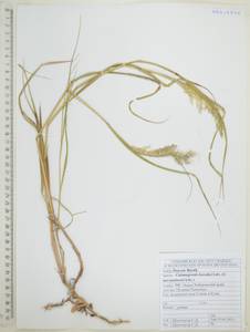 Вейник Короткого Litv., Сибирь, Дальний Восток (S6) (Россия)