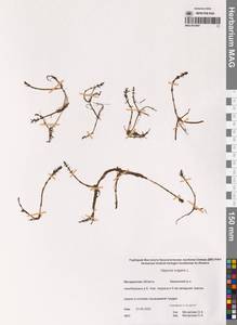 Хвостник обыкновенный, Водяная сосенка L., Сибирь, Чукотка и Камчатка (S7) (Россия)