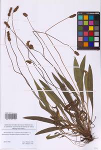 Подорожник ланцетный, Подорожник ланцетолистный L., Восточная Европа, Московская область и Москва (E4a) (Россия)