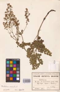 Bасилисник малый L., Восточная Европа, Восточный район (E10) (Россия)