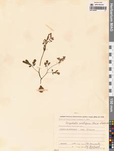 Хохлатка сомнительная Cham. & Schltdl., Сибирь, Чукотка и Камчатка (S7) (Россия)