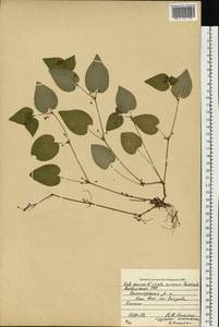 Viola ×kiliensis E. H. L. Krause, Восточная Европа, Латвия (E2b) (Латвия)