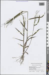 Просо двубороздчатое Thunb., Сибирь, Дальний Восток (S6) (Россия)