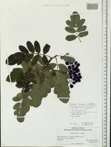 Hedlundia teodori (Liljef.) Sennikov & Kurtto, Восточная Европа, Московская область и Москва (E4a) (Россия)
