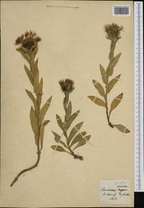 Centaurea nervosa Willd., Западная Европа (EUR) (Швейцария)