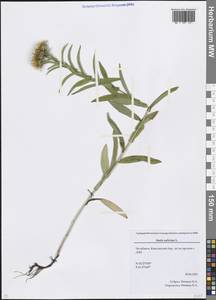 Pentanema salicinum subsp. salicinum, Восточная Европа, Восточный район (E10) (Россия)