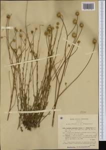Anthemis hydruntina subsp. silensis (Fiori) Brullo, Gangale & Uzunov, Западная Европа (EUR) (Италия)