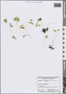 Адокса мускусная L., Сибирь, Центральная Сибирь (S3) (Россия)