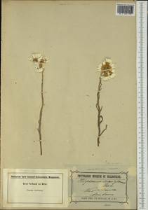Rhodanthe corymbiflora (Schltdl.) P.G. Wilson, Австралия и Океания (AUSTR) (Австралия)