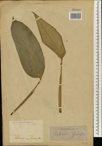 Heliconia farinosa Raddi, Зарубежная Азия (ASIA) (Неизвестно)