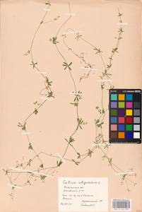 Подмаренник топяной L., Восточная Европа, Центральный район (E4) (Россия)