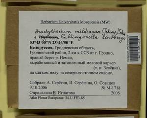 Calliergonella lindbergii (Mitt.) Hedenäs, Гербарий мохообразных, Мхи - Белоруссия (B2) (Белоруссия)