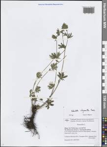 Лапчатка золотистоцветковая, Лапчатка золотистая Trevir., Восточная Европа, Восточный район (E10) (Россия)