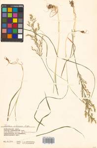 Sibirotrisetum sibiricum (Rupr.) Barberá, Сибирь, Дальний Восток (S6) (Россия)