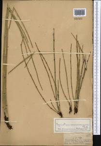 Хвощ ветвистый Desf., Средняя Азия и Казахстан, Джунгарский Алатау и Тарбагатай (M5) (Казахстан)