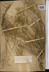 Полынь джунгарская Schrenk, Средняя Азия и Казахстан, Муюнкумы, Прибалхашье и Бетпак-Дала (M9) (Казахстан)