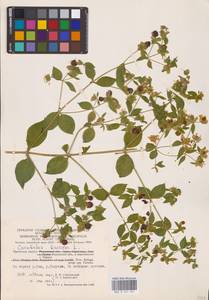 Волдырник ягодный (L.) Durande, Восточная Европа, Центральный район (E4) (Россия)