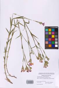 Гвоздика китайская L., Восточная Европа, Центральный район (E4) (Россия)