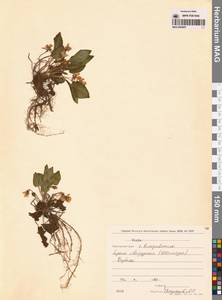 Фиалка, Сибирь, Дальний Восток (S6) (Россия)