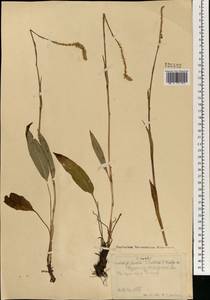 Змеевик живородящий, Горец живородящий (L.) Delarbre, Монголия (MONG) (Монголия)