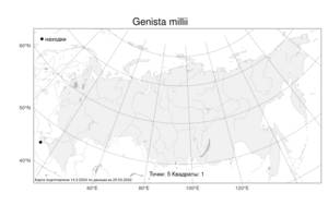 Genista millii, Дрок Милля Heldr. ex Boiss., Атлас флоры России (FLORUS) (Россия)