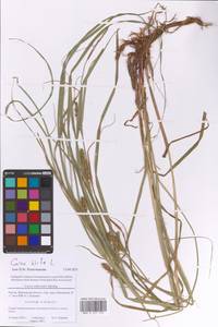 Осока мохнатая, Осока коротковолосистая L., Восточная Европа, Московская область и Москва (E4a) (Россия)