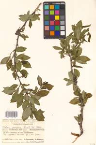 Яблоня лесная Mill., Восточная Европа, Нижневолжский район (E9) (Россия)