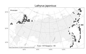 Lathyrus japonicus, Чина японская Willd., Атлас флоры России (FLORUS) (Россия)