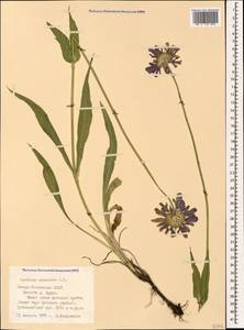 Ломелозия кавказская (M. Bieb.) Greuter & Burdet, Кавказ, Северная Осетия, Ингушетия и Чечня (K1c) (Россия)