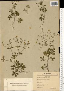 Potentilla lindackeri Tausch, Восточная Европа, Западно-Украинский район (E13) (Украина)