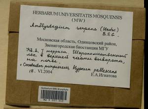 Amblystegium serpens (Hedw.) Schimp., Гербарий мохообразных, Мхи - Москва и Московская область (B6a) (Россия)
