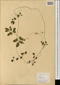 Лигодиум, Зарубежная Азия (ASIA) (Малайзия)