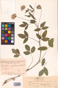 Bituminaria bituminosa subsp. pontica (A.P.Khokhr.) V.V.Fateryga & Fateryga, Крым (KRYM) (Россия)