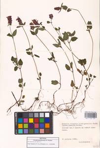 Prunella vulgaris subsp. vulgaris, Кавказ, Грузия (K4) (Грузия)