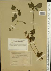 Яснотка пурпурная, Яснотка пурпуровая L., Восточная Европа, Центральный район (E4) (Россия)