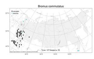 Bromus commutatus, Костер переменчивый, Костер изменчивый Schrad., Атлас флоры России (FLORUS) (Россия)