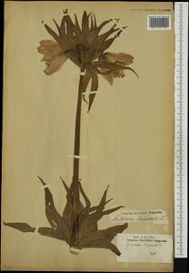 Fritillaria imperialis L., Австралия и Океания (AUSTR) (Неизвестно)