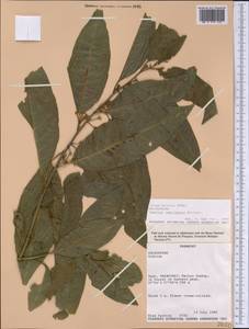 Cestrum laevigatum Schltdl., Америка (AMER) (Парагвай)