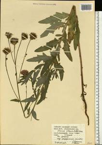 Cirsium arvense var. integrifolium Wimm. & Grab., Восточная Европа, Северный район (E1) (Россия)