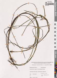 Ежеголовник всплывающий, Ежеголовник всплывший Rehmann, Сибирь, Чукотка и Камчатка (S7) (Россия)