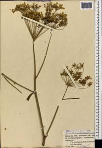 Heracleum sphondylium subsp. cyclocarpum (K. Koch) P. H. Davis, Кавказ, Грузия (K4) (Грузия)
