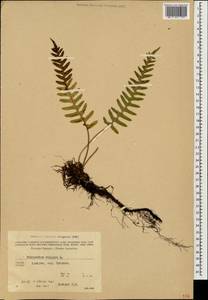 Многоножка обыкновенная L., Кавказ, Грузия (K4) (Грузия)