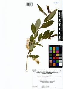 Ива трехтычинковая L., Сибирь, Западная Сибирь (S1) (Россия)