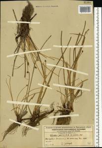 Болотница болотная, Болотница обыкновенная (L.) Roem. & Schult., Восточная Европа, Волжско-Камский район (E7) (Россия)