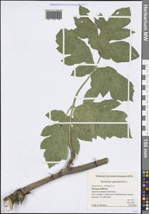 Борщевик обыкновенный L., Восточная Европа, Московская область и Москва (E4a) (Россия)